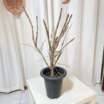 청년농부 화살나무 분재 나무 조경수