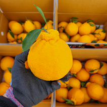 [올팜스] 명품 제주 한라봉 가정용 벌크 3kg 4.5kg, 명품 한라봉 벌크 4.5kg