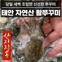 산지직송 국내산 활 쭈꾸미 국산 1kg 2kg 알배기 알쭈꾸미, 2. 쭈꾸미 2kg