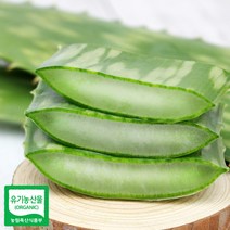 유기농 생알로에 사포나리아 3kg 식용, 단품
