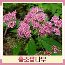 조팝나무 묘목 홍조팝 키30cm 3개