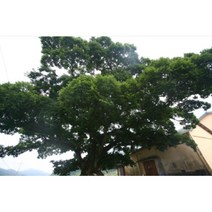 묘목/ 팽나무/실생2년 뿌리/10주 N0569