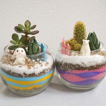 육식자매 다육식물 테라리움 만들기 DIY 키트 / 단체납품 교육활용, 핑크보라
