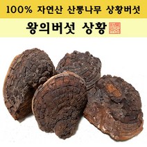 [왕의버섯 상황] 면역력 향상 100% 자연산 최상품 산뽕나무 상황버섯 캄보디아 상황버섯 신년 설날 면역력 효도 건강 버섯 선물, 300g