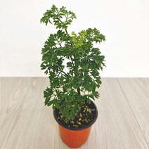 폴리셔스 폴리시아스 키우기쉬운 실내공기정화식물 jun156Ea, 본상품선택, 1개