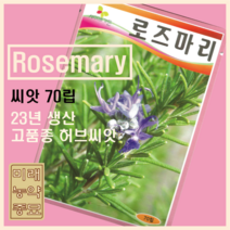 로즈마리 씨앗 70립 -23년생산/네델란드원산지/고품종 허브씨앗