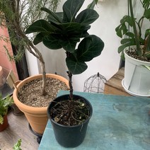 더 라라플랜트 떡갈고무나무 실내공기정화식물 15cmX15cm 전체높이 50cm