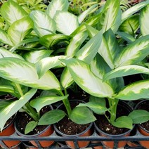 조이플랜트 공기정화식물마리안느(소품)