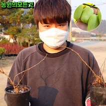 다래나무 묘목 용성2호 2년생 포트묘