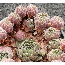 바위솔-홍학 10cm화분묘 (묘종 3개 묶음) 노지월동다년초 지면식물 암석정원장식 (재출하) [꽃심야생화]