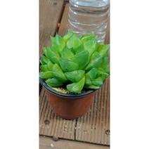 팅커벨 대형보초