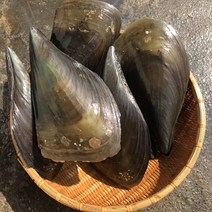 키조개 2미 제철 캠핑모듬조개 캠핑조개 해산물 수산물 어패류 바지락 째복 명주 비단 갈미 백합조개 물총 백상합 모시 뿔소라 대합 개조개 참가리비구이 키조개 전복 삐뚤이소라 밀고동, 1개