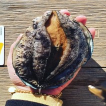 [활전복 산지직송] 완도 전복선물세트 직거래 대 특대 특특대 선물용 / 1kg 2kg 10미 20미 30미 40미 꼬마전복 미니전복 가정용 내일도착, 1-3) [중] 1kg 32-37미