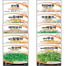 색싹씨앗 종자 보리싹 메밀 유채 무순이 적무 알팔파 청경채 적양배추 밀싹 12종, 4.비타민채 7000립