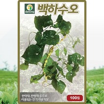 백하수오 씨앗 하수오 씨 토종 약초 종자 50립