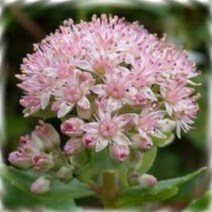 매화동 (4000립)꽃씨앗 꿩의비름 씨앗 야생화 씨앗모음