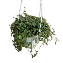 팡팡플랜트 실내 공기정화식물, 1개, 거북이페페(10cm)