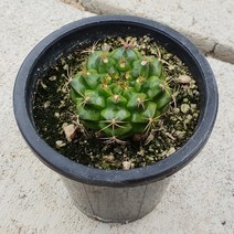 담시선인장 다육