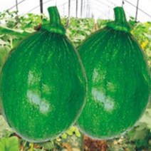 청피 조생풋 풋호박 식용 호박 채소 씨앗 종자 20립 풋호박씨 80272EA, 본상품선택