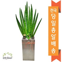 고급 대형화분 개업 축하 화분 전국 당일배송, 23. 스투키