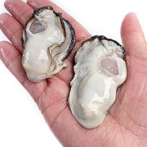 통수산 최상급 통영생굴 (가열조리용), 생굴1kg (가열조리용)
