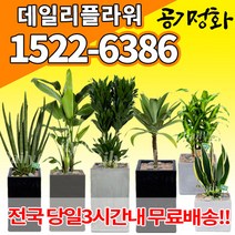 실내공기정화식물 미세먼지 공기청정 키우기쉬운식물 플랜테리어 식당 개업축하선물 산세베리아 고무나무 안시리움 율마 아가베 아레카야자 승진화분, (선택64)킹벤자민