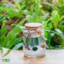 수경재배 반려식물 마리모 어항 푸딩병 선물 세트, 푸딩병(흰자갈+화산석)