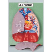 호흡기관모형(340x440x120mm/인체모형) SD 71063