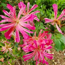 왜철쭉 x 10포트 하나빈 생울타리 노지월동 야생화 나무 묘목 봄꽃 여름꽃 화분 다년생 실내화초 키우기