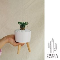 *티에라선인장* 귀요미 다육이 5종 용신목 금호 생선뼈 괴마옥 - 우드레그 세라믹 2color, 화이트(받침없음)