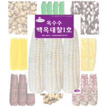 옥수수 콩 씨앗 모음, 흰강낭콩 30g