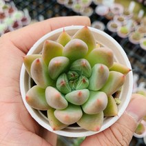 다육이어썸 미니 다육이 종류 선인장 다육식물 키우기다육이