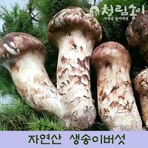 자연산 송이버섯, 1박스, 송이버섯/송이버섯(VIP용)/1kg