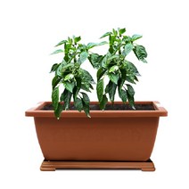 화분월드 베란다텃밭 다용도 채소밭 화분 set, 브라운(받침포함)