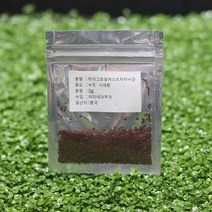 씨앗수초 하이그로필라 스트릭타 5g, 단품