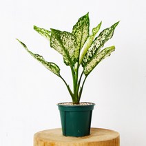 아글라오네마 스노우 공기정화식물 분갈이 완성 슬릿 화분, 선택:아글라오네마 스노우