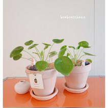 필레아페페 동글이 로미오이데스 귀여운식물 다산의여왕 이태리토분세트 페페 플랜테리어 거실식물 잘자라는, 토분에식재(토분받침없음), 1개