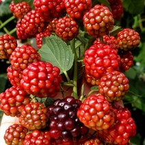 복분자 나무 묘목 삽목1년 뿌리묘 3개