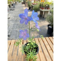 Delphinium 델피니움 델피늄 야생화 서비내 무호화훼 서비야드