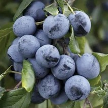 칼슘나무 묘목 (블랙펄 흑칼슘나무) 최신우량품종으로 낮게 자라며 꽃도 너무예쁨 / 내한성 강함 FT279