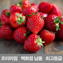 딸기 국내산 프리미엄 2kg 납품 백화점 제철 설향 농장 만년설 청 라떼