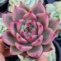 꽃보다 예쁜 다육이 모아보기, 프리모리, 1개