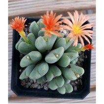 늘꽃다육 축전. 다육 식물 선인장 인테리어 집 꾸미기 화분