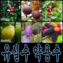 순희농장 대봉 모과 매실 홍도화 오디 구아바 오미자 포도 아로니아 칼슘 비파 보리수, 비파포트(대), 1개