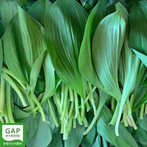 강원도 홍천 고랭지 명이나물 1kg 잎명이 줄기명이 울릉도종 명이 GAP인증 발송중, 명이나물 2kg(잎명이)