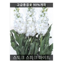 식용꽃 씨앗] 스토크 스파크 화이트 (비단향무꽃) 10립