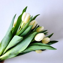 [필랑말랑] 튤립 화이트 생화 1단 꽃농장직배송 태안꽃농장 화훼농가돕기 농장직송꽃, 튤립: 화이트