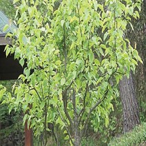 산돌배나무 씨앗 20g