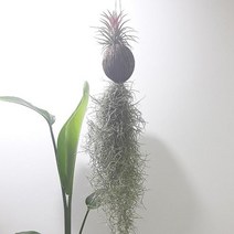 코코넛야자식물 수염식물 인테리어식물, 단품, 1개