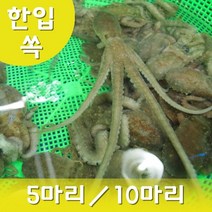 목포 세발낙지 (한입) 산소포장 산낙지 무안낙지 생낙지 낙지회 뻘낙지, 한입 세발낙지 5마리